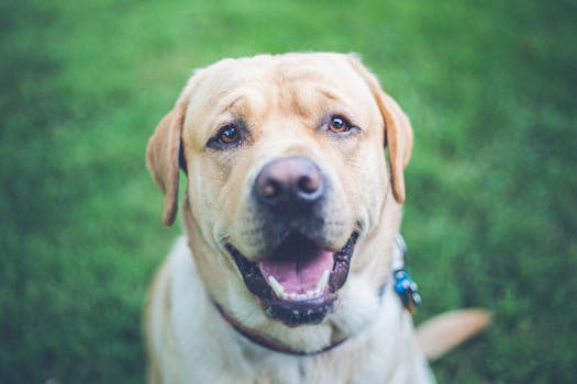 Max the Golden Retriever