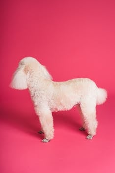Princess the Poodle